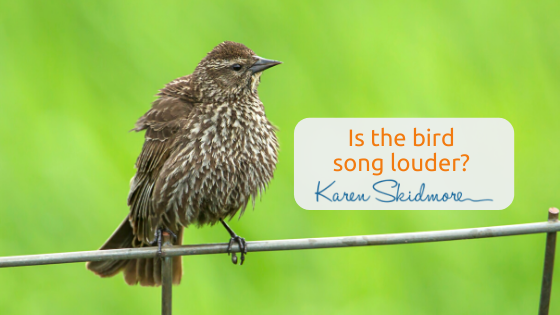 Is the bird song louder?